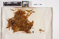 Attēlu rezultāti vaicājumam “Pseudocalliergon turgescens”