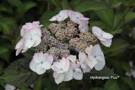 Attēlu rezultāti vaicājumam “Hydrangea”