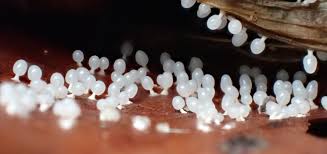 Attēlu rezultāti vaicājumam “Diachea leucopodia spores”