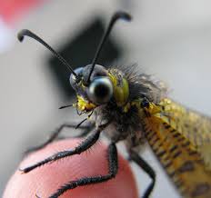 Attēlu rezultāti vaicājumam “Myrmeleontidae”
