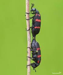 Attēlu rezultāti vaicājumam “Meloidae”