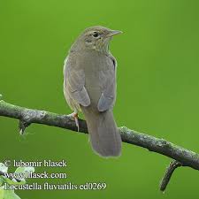 Image result for Locustella fluviatilis