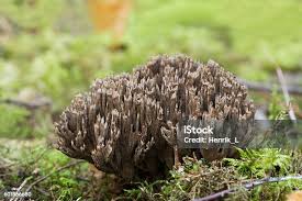 Attēlu rezultāti vaicājumam “Thelephora palmata”