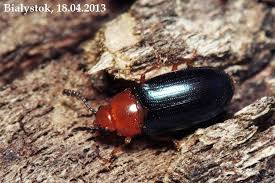 Attēlu rezultāti vaicājumam “Triplax aenea”