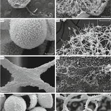 Attēlu rezultāti vaicājumam “Arcyria imperialis”
