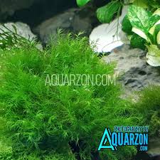 Attēlu rezultāti vaicājumam “Fissidens”