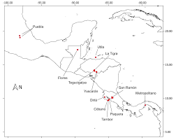 Attēlu rezultāti vaicājumam “Stemonitopsis subcaespitosa spores”