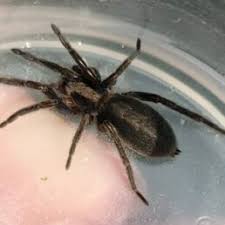 Attēlu rezultāti vaicājumam “Miturgidae”