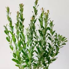 Attēlu rezultāti vaicājumam “Salix repens subsp. rosmarinifolia flower”