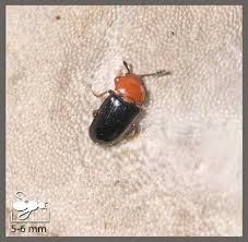 Attēlu rezultāti vaicājumam “Triplax russica”