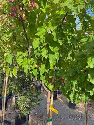 Attēlu rezultāti vaicājumam “Acer tataricum”