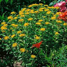 Attēlu rezultāti vaicājumam “Sedum aizoon”