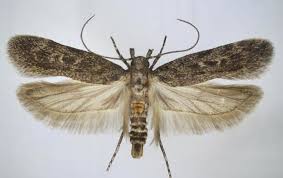 Attēlu rezultāti vaicājumam “Gelechia rhombella”