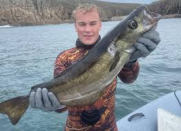 Image result for Pollachius pollachius