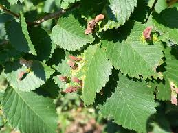 Attēlu rezultāti vaicājumam “Tetraneura ulmi”