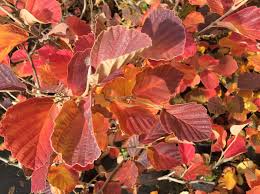 Attēlu rezultāti vaicājumam “Hamamelis vernalis leaf”