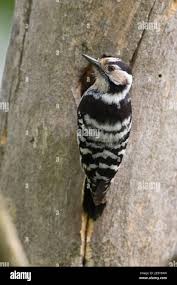 Attēlu rezultāti vaicājumam “Dendrocopos minor female”