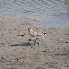 Attēlu rezultāti vaicājumam “Limosa lapponica adult”