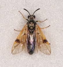 Attēlu rezultāti vaicājumam “Argidae”