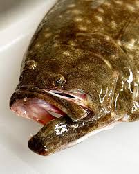 Image result for Paralichthys lethostigma