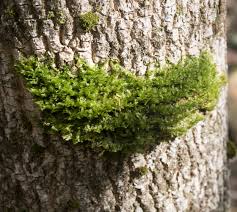 Attēlu rezultāti vaicājumam “Neckera pennata”