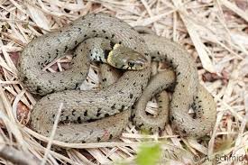 Image result for Ringelnatter