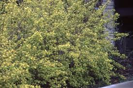 Attēlu rezultāti vaicājumam “Physarum luteolum”