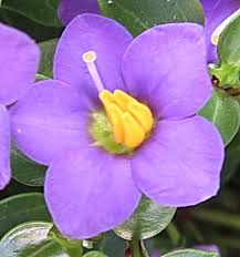 Image result for Exacum affine