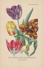 Attēlu rezultāti vaicājumam “Tulipa gesneriana flower”