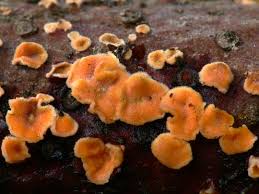 Attēlu rezultāti vaicājumam “Aleurodiscus amorphus”