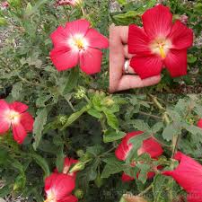 Image result for Abelmoschus moschatus