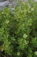 Attēlu rezultāti vaicājumam “Honckenya peploides fruit”