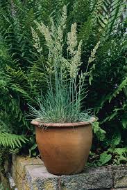 Attēlu rezultāti vaicājumam “Koeleria glauca”