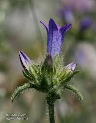 Image result for Campanula lingulata