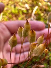 Attēlu rezultāti vaicājumam “Racomitrium canescens sporophyte”