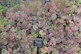 Image result for Heuchera `Swirling Fantasy`