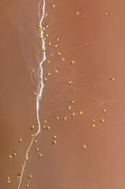 Attēlu rezultāti vaicājumam “Aranei”