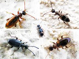 Attēlu rezultāti vaicājumam “Anthicidae”