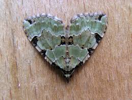 Attēlu rezultāti vaicājumam “Colostygia pectinataria”