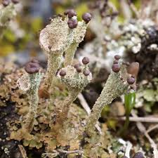Attēlu rezultāti vaicājumam “Cladonia pyxidata”