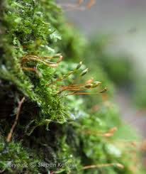 Attēlu rezultāti vaicājumam “Hypnum pallescens”