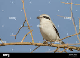 Attēlu rezultāti vaicājumam “Lanius excubitor adult”