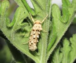 Attēlu rezultāti vaicājumam “Tineidae”