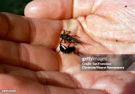 Attēlu rezultāti vaicājumam “Ephemera sp.”