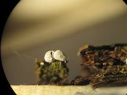 Attēlu rezultāti vaicājumam “Badhamiopsis scripta sessile”