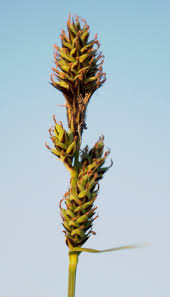 Attēlu rezultāti vaicājumam “Carex buxbaumii”