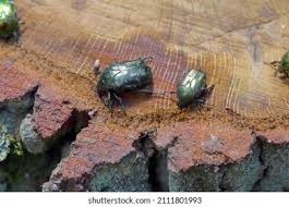 Attēlu rezultāti vaicājumam “Liocola lugubris”