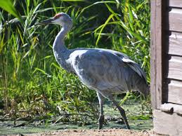 Image result for Grus canadensis