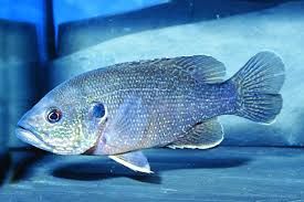 Image result for Lepomis cyanellus
