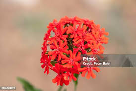 Attēlu rezultāti vaicājumam “Silene chalcedonica flower”